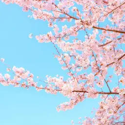 자취만남 - 벚꽃과 바람(아련, 일상, 벚꽃, 봄, 뉴에이지, 피아노, 흥겨움, 비트, 여유)