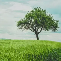 운해 - Sea of Clouds