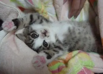 고양이 걸음 - Titanrium