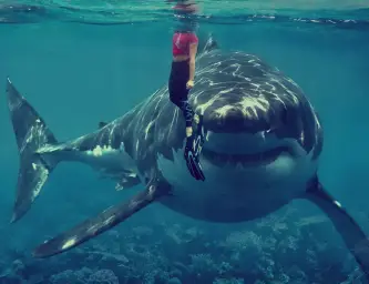 ElectroZ - Shark (신남,흥겨움,클럽,edm)