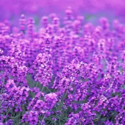 Yume 2kki - Lavender Waters