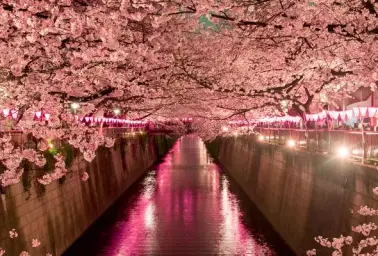 [자작곡] 음유 - Sakuria (비트, 덥스텝, 일렉, 신남, 흥겨움, 비장, 클럽)