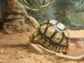 Mr_Turtle [거북이씨]