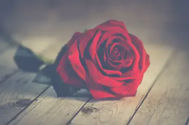 UDTP - First love