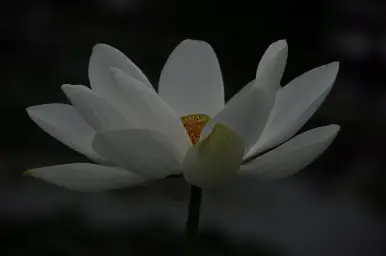 전진 신형탁작곡 평화 희망 잔잔 순수 흥겨움 일상 발랄 활기 훈훈 달달 행복 당당