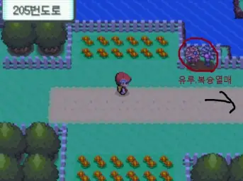 포켓몬스터 다이아몬드 펄 플라티나(D P PT)-205번도로(즐거움,흥겨움,신남,동심,활기,훈훈)