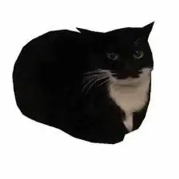 maxwell cat Theme(멕스웰 켓 밈)