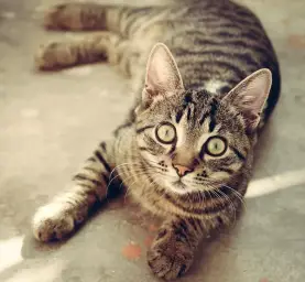 NamInYa - 봄날에 잠자는 고양이(자작, 평화, 동심, 봄, 고양이, 일상, 잠옴, 피아노, 정화, 멘탈케어)