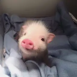 Di Young - Pixel Pig (XD meme 노래)