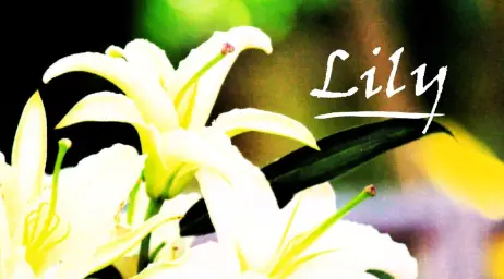 A Hisa - Lily(활기 당당 웅장 갓히사)