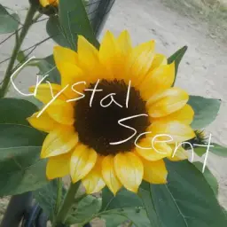 Crystal Scent - Resistance of school bell