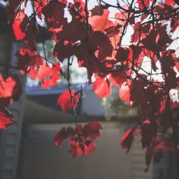 Tom Day - Forwards (평화, 신비, 순수, 비트, 애잔, 몽환)