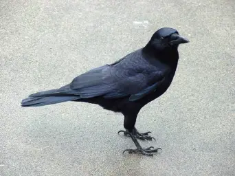 애매하게 슬퍼지는 노래