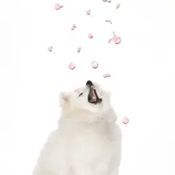 Basenji - Petals (feat. Scenic)