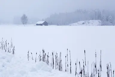 Essbee - Snow field