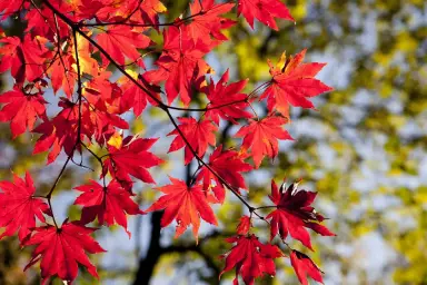 UDTP - The dream of autumn