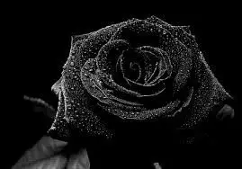 자작곡 - Flower of Evil (긴박, 신비, 격렬, 피아노)