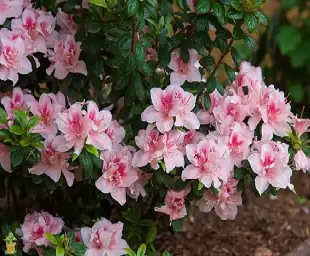 Essbee - Azalea